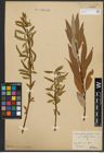 Foto von Salix alba L. x Salix fragilis L.
